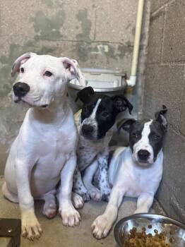 MickeyLee -  Pit Bull Terrier and Mixed Breed Dog for Adoption in Sebastian, Florida - MickeyLee | PetCurious