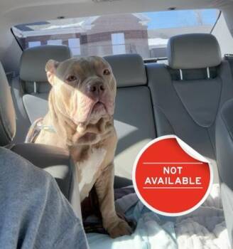 Fox Terrier and Mixed Breed Dogs Available for Adoption - Beatrice Dumpling | PetCurious