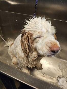 Clumber Spaniel Dogs Available for Adoption - Phoebe | PetCurious