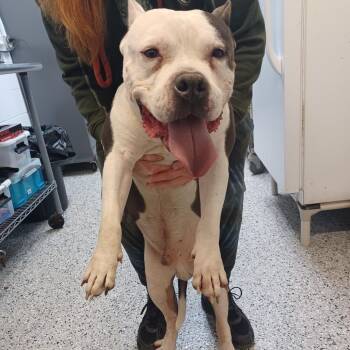 American Bulldog Dogs Available for Adoption - Tank | PetCurious