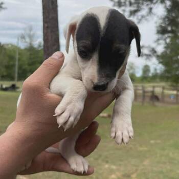 Australian Cattle Dog Blue Heeler and Shepherd Dogs Available for Adoption in Phoenix, Maryland - Willow | PetCurious