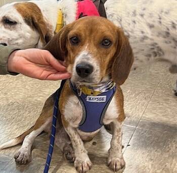 Rescue Beagle Dogs for Adoption in Washington, District Of Columbia - Isaac | PetCurious