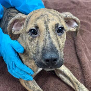 Zephyr -  American Bulldog Dog for Adoption in Birmingham, Alabama - Zephyr | PetCurious
