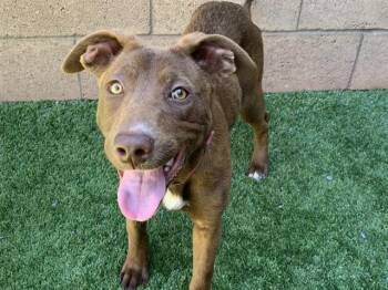 COCO -  Border Collie and Mixed Breed Dog for Adoption in Moreno Valley, California - COCO | PetCurious