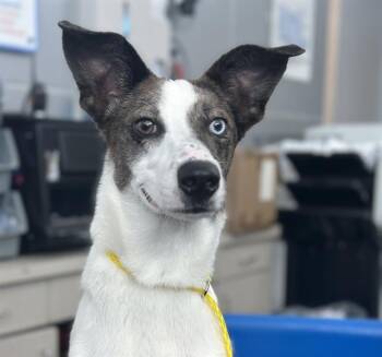 Rescue Mixed Breed Dogs for Adoption in Dallas, Texas - CHICA | PetCurious