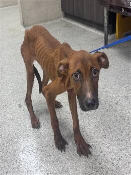 Rescue Pit Bull Terrier and Mixed Breed Dogs for Adoption in Conroe, Texas - A419817 | PetCurious