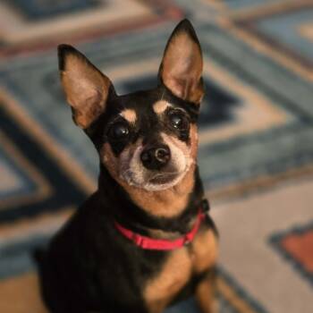 Rescue Miniature Pinscher Dogs for Adoption in Rochester, Minnesota - Ray Ray | PetCurious