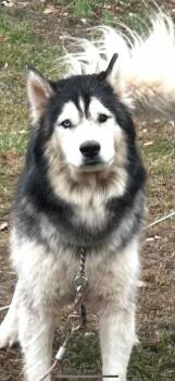Rescue Husky Dogs for Adoption in Georgetown, Ohio - Ham | PetCurious