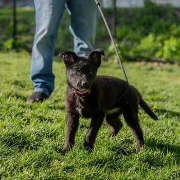 Border Collie and Catahoula Leopard Dog Dogs Available for Adoption in Pawling, New York - Flower | PetCurious