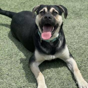 Pedro -  Shepherd and Mixed Breed Dog for Adoption in Fresno, California - Pedro | PetCurious