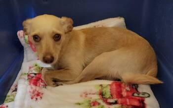 Chihuahua and Terrier Dogs Available for Adoption in Van Alstyne, Texas - Pollen | PetCurious