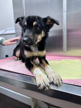 Rescue Chihuahua Dogs for Adoption in Marietta, Georgia - Lotus | PetCurious