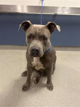 OSI -  American Bulldog Dog for Adoption in Doral, Florida - OSI | PetCurious