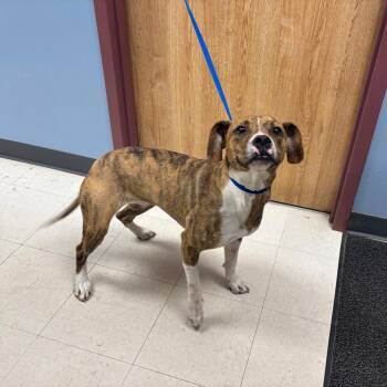 Pit Bull Terrier Dogs Available for Adoption in Saint Joseph, Missouri - Abigail | PetCurious