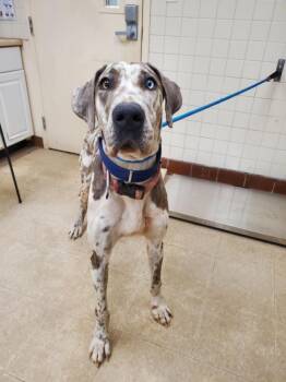 Great Dane Dogs Available for Adoption in Loveland, Colorado - SAILOR | PetCurious