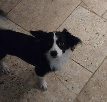 Papillon and Chihuahua Dogs Available for Adoption in Suffolk, Virginia - Jelly | PetCurious