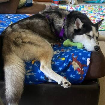 Lotus -  Siberian Husky Dog for Adoption in Bristol, Indiana - Lotus | PetCurious