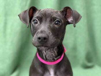Labrador Retriever and Pit Bull Terrier Dogs Available for Adoption - Ember | PetCurious