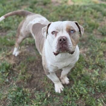 Pit Bull Terrier Dogs Available for Adoption in Modesto, California - A609805 | PetCurious