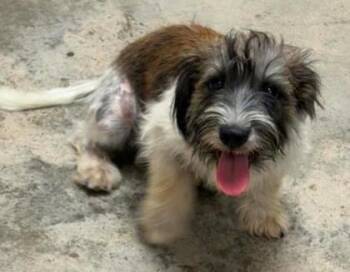 Disco  Potato -  Mixed Breed Dog for Adoption in Lampasas, Texas - Disco  Potato | PetCurious