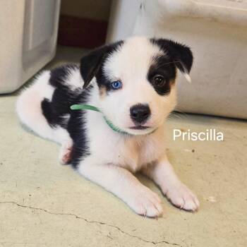 Priscilla -  Husky and Mixed Breed Dog for Adoption in Lewisville, Texas - Priscilla | PetCurious