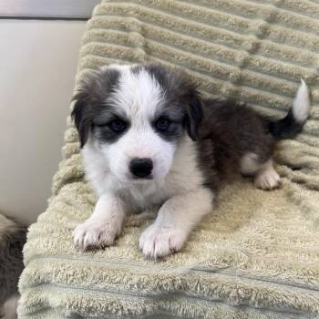 Megalodon -  Australian Shepherd and Great Pyrenees Dog for Adoption in Kanab, Utah - Megalodon | PetCurious
