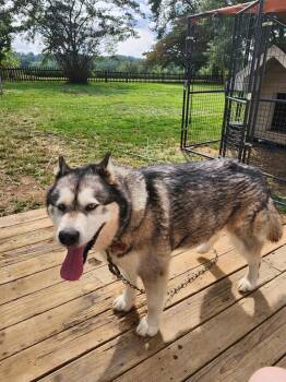 Rescue Alaskan Malamute Dogs for Adoption in Stiles, Pennsylvania - Rola | PetCurious
