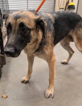 GIA -  German Shepherd Dog Dog for Adoption in Ontario, California - GIA | PetCurious