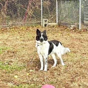 Rescue Border Collie Dogs for Adoption in Ridgely, Maryland - Ge Ge | PetCurious