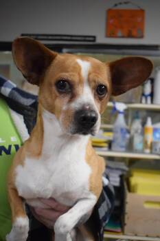 Jack Russell Terrier and Mixed Breed Dogs Available for Adoption - Peanut | PetCurious