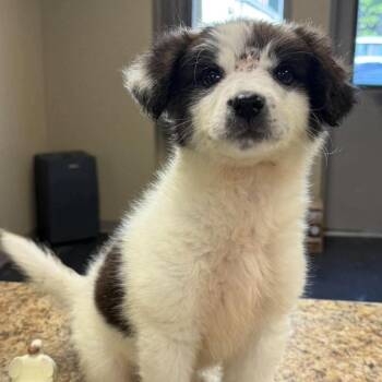 Hattie -  Mixed Breed Dog for Adoption - Hattie | PetCurious