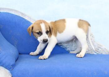 Jasper -  German Shepherd Dog and Great Pyrenees Dog for Adoption in Simsbury, Connecticut - Jasper | PetCurious