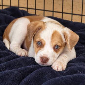 Thelma (AO37546) -  Boxer and Hound Dog for Adoption in Kansas City, Kansas - Thelma (AO37546) | PetCurious