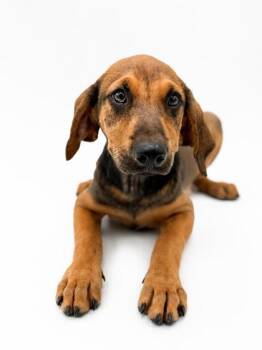 Patty -  Hound and Mixed Breed Dog for Adoption in Bowling Green, Kentucky - Patty | PetCurious