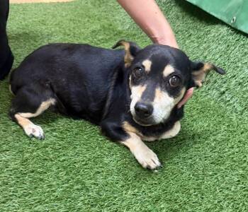 Rolo -  Terrier Dog for Adoption in Lemoore, California - Rolo | PetCurious