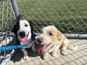 Finnegan and Mojo -  Poodle and Chihuahua Dog for Adoption in Hays, Kansas - Finnegan And Mojo | PetCurious