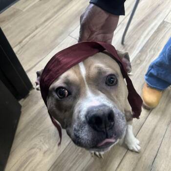 Pit Bull Terrier Dogs Available for Adoption - Chico | PetCurious