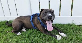 ZUBY -  Mixed Breed Dog for Adoption in Charlotte, North Carolina - ZUBY | PetCurious