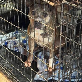 hulk -  Pit Bull Terrier Dog for Adoption in Anahuac, Texas - Hulk | PetCurious