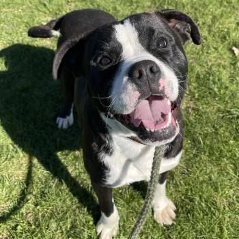 Pit Bull Terrier Dogs Available for Adoption in Allegan, Michigan - Poughkeepsie | PetCurious