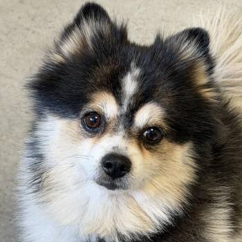 Peppa -  Pomeranian Dog for Adoption in Rifle, Colorado - Peppa | PetCurious