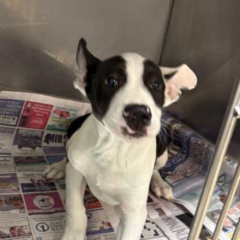 Raisin -  Labrador Retriever and Mixed Breed Dog for Adoption in West Point, Mississippi - Raisin | PetCurious