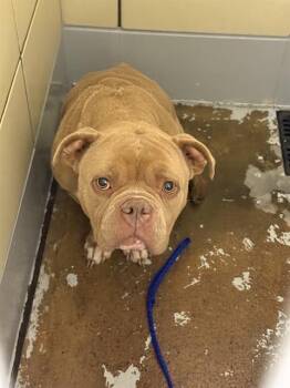 American Staffordshire Terrier and Mixed Breed Dogs Available for Adoption in Houston, Texas - MS. PIGGY | PetCurious