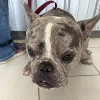 Horace -  French Bulldog Dog for Adoption in Lufkin, Texas - Horace | PetCurious