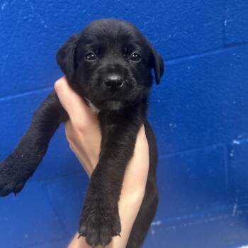 Noodle -  Chihuahua and Mixed Breed Dog for Adoption in Tyler, Texas - Noodle | PetCurious