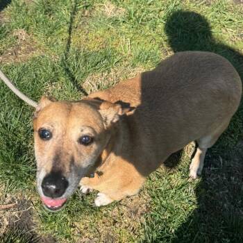 Rudy -  Mixed Breed Dog for Adoption in Saint Charles, Missouri - Rudy | PetCurious