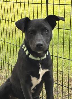 Willie Nelson -  Labrador Retriever and Mixed Breed Dog for Adoption in Houston, Texas - Willie Nelson | PetCurious