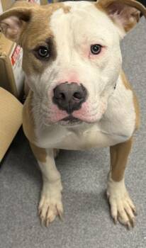 Mixed Breed Dogs Available for Adoption in West Chester, Pennsylvania - Sevyn | PetCurious