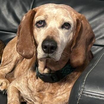 Rescue Mixed Breed Dogs for Adoption in Asheville, North Carolina - Louise | PetCurious