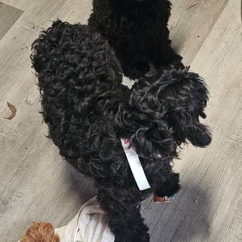 Grant -  Miniature Poodle Dog for Adoption in Mount Vernon, Arkansas - Grant | PetCurious